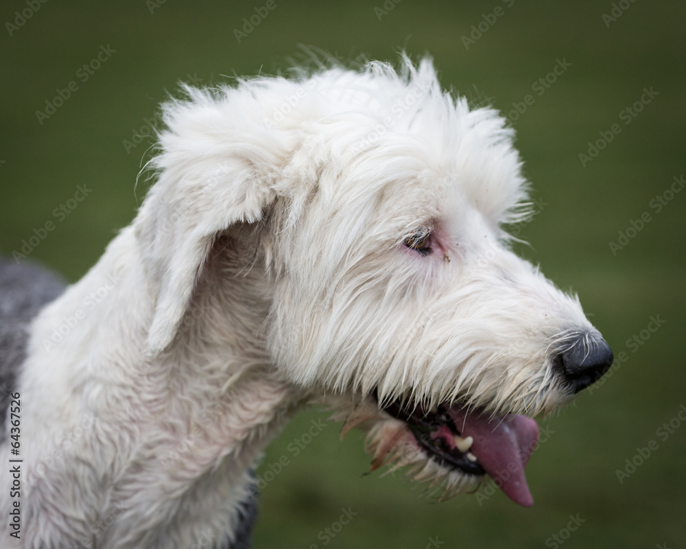 Old English Sheepdog