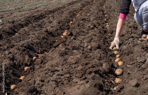 Women Sowing Potato, Seeding Process.