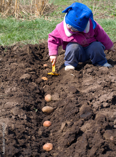 Cute Little Girl Sowing Potato in a Row, Seeding Process.