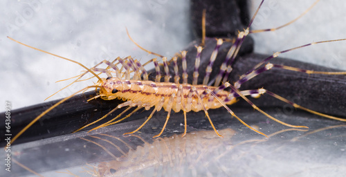 Colorful Centipede looking for the Eat, Scary Predator. photo