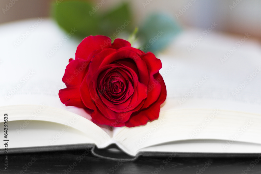 Red rose on the open book Red rose on the open book