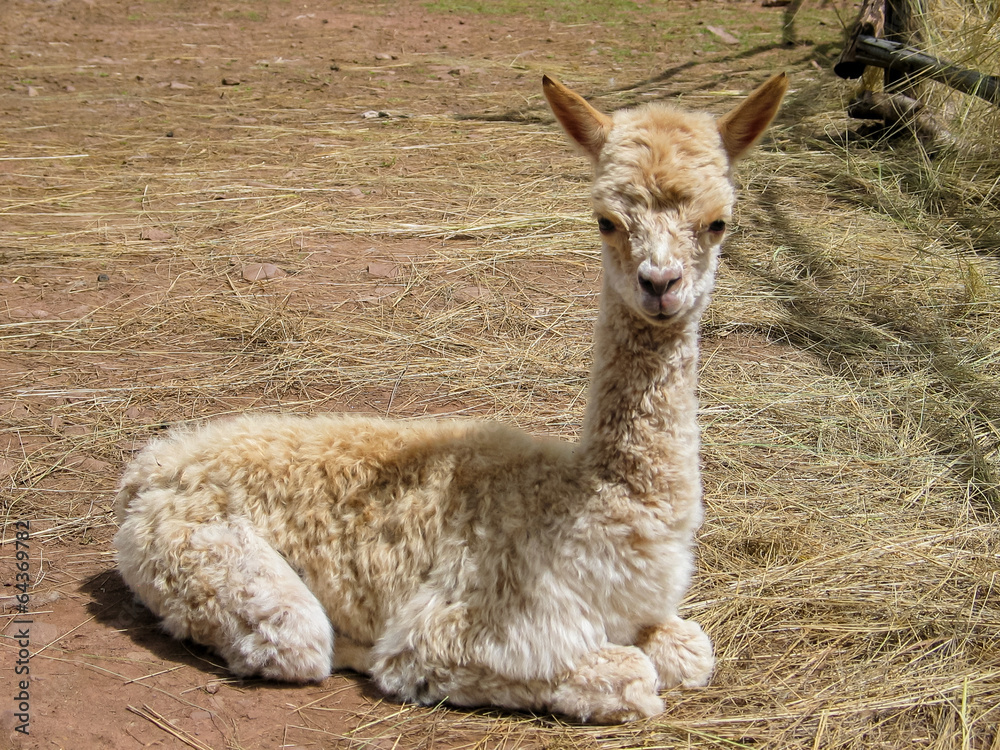 Suri alpaca Suri alpaca