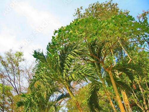 Tropical Palms