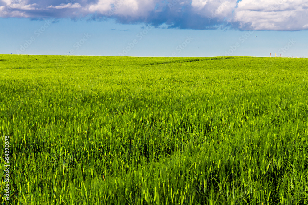 Wheat field