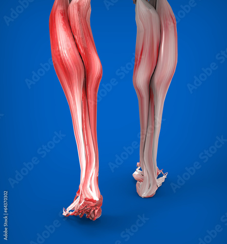 Achilles tendon with lower leg muscles