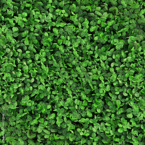 Green grass clover seamless texture