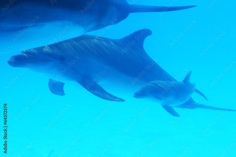 Dolphin mother with her little dolphin swims in the pool. Child