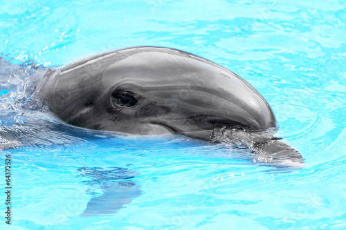 Glad beautiful dolphin smiling in a blue swimming pool water on