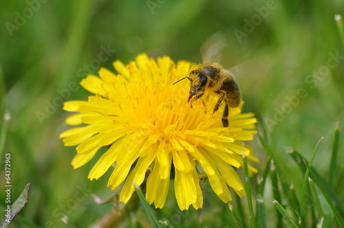 Bee on dandelion