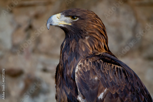 Aigle Ravisseur