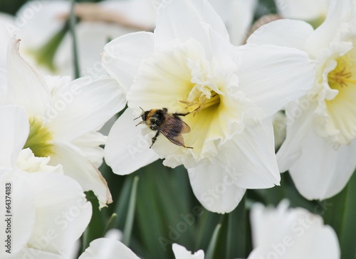 Pollen bee on daffodil flower spring