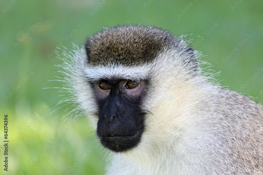 Grüne Meerkatze in Uganda Grüne Meerkatze in Uganda