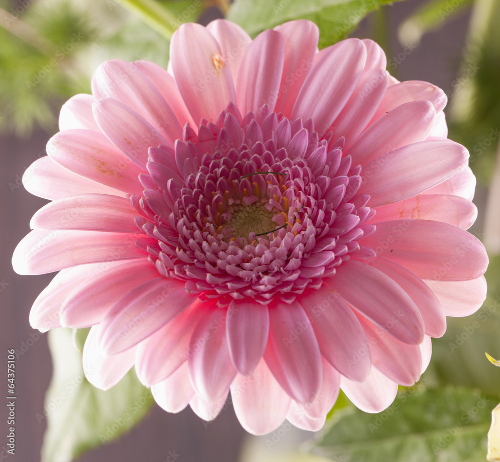 Fototapeta premium Gerbera