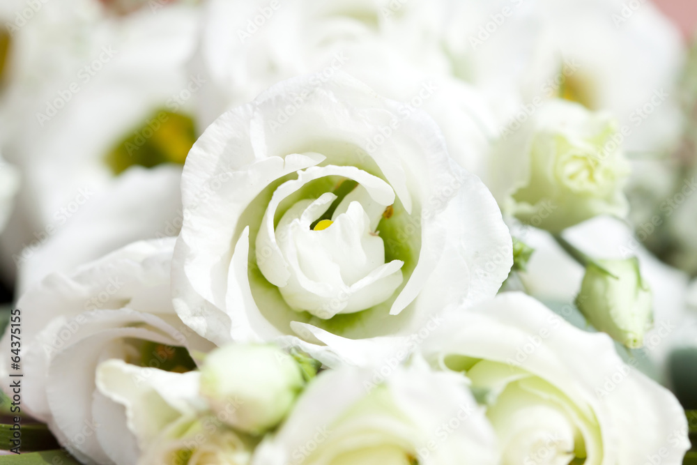 Bouquet of white roses