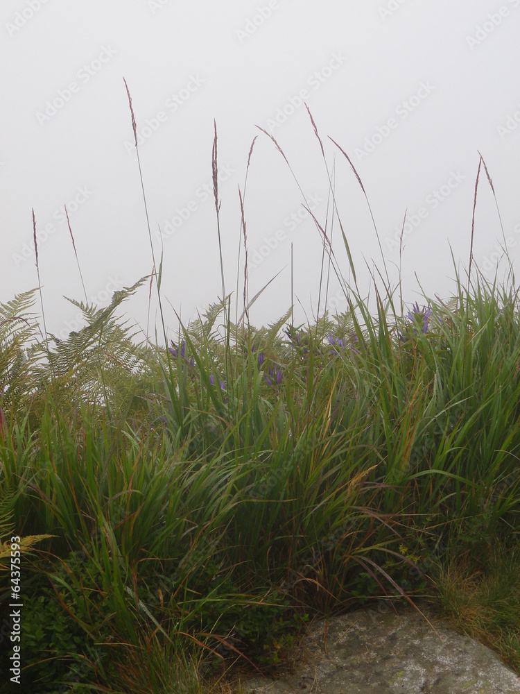 Fototapeta premium Mountain trail in Europe - Blades of grass in the fog