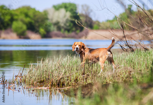 Konstfotografi Beagle- hunter dog on the river coast
