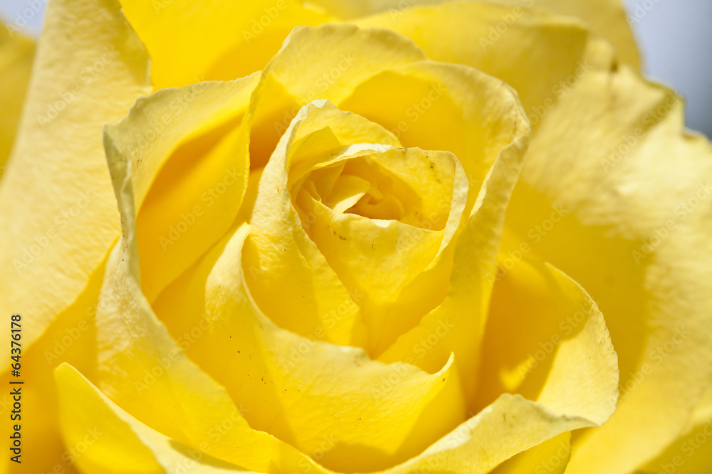 Yellow rose Yellow rose