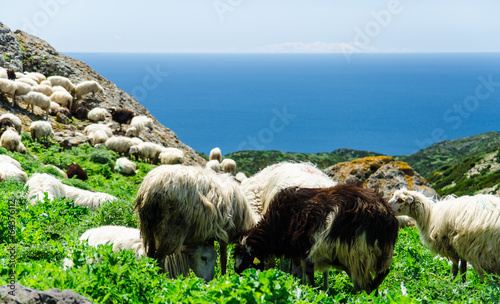 Fotografie Grazing sheep on the coast of Sardinia