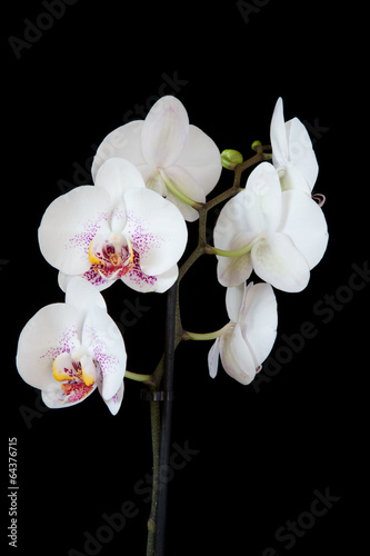 Sechs Weiße Orchidee pinken Punkten Hochformat