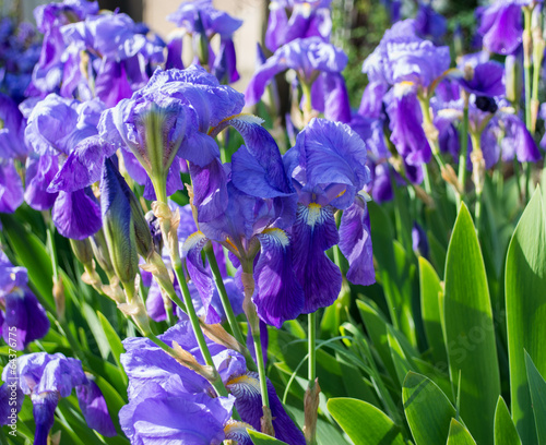 Fototapeta Naklejka Na Ścianę i Meble -  Purple Japanese iris flowers