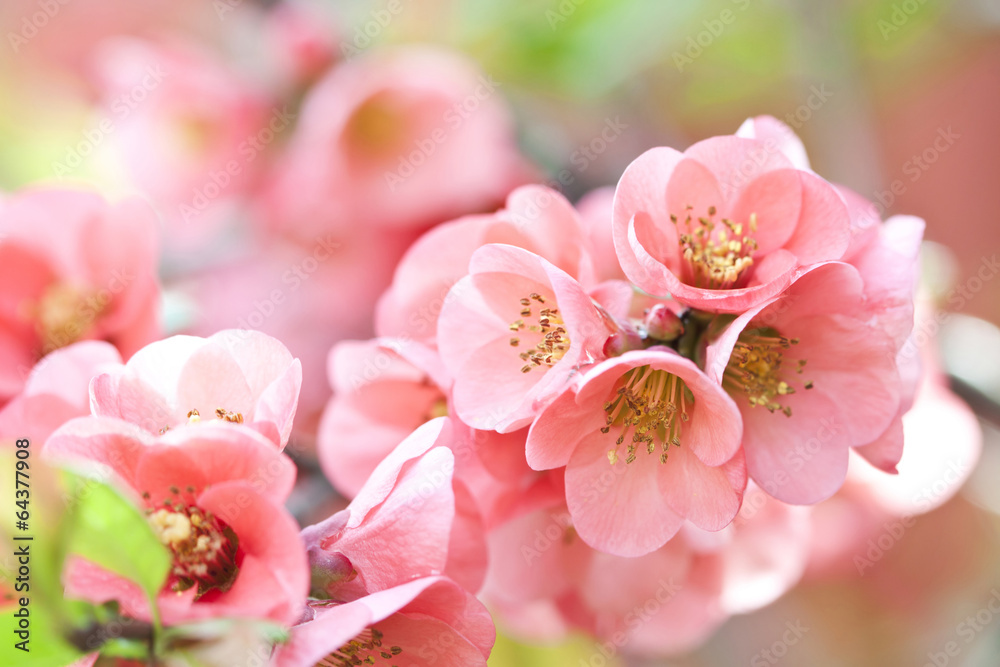 Spring bloom Spring bloom
