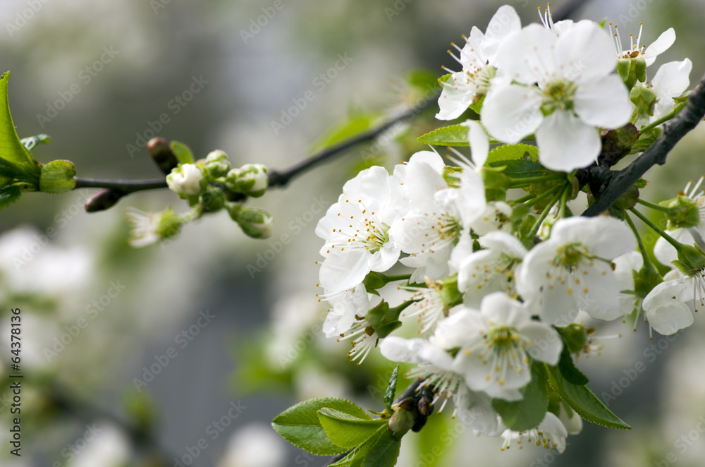 Obraz premium Cherry blossom closeup over natural background