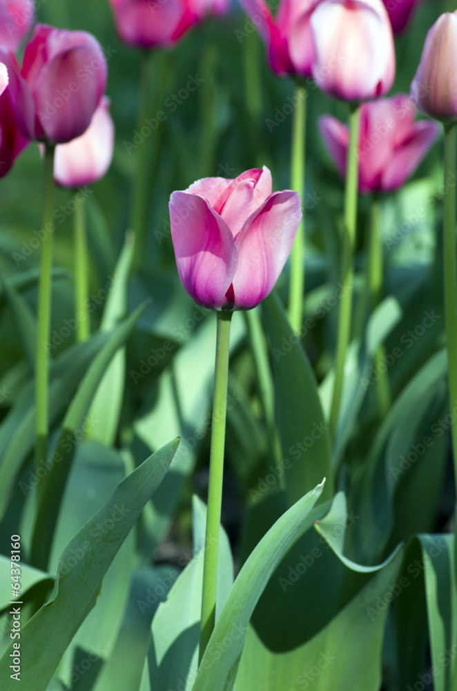 Fototapeta premium Spring background with tulips