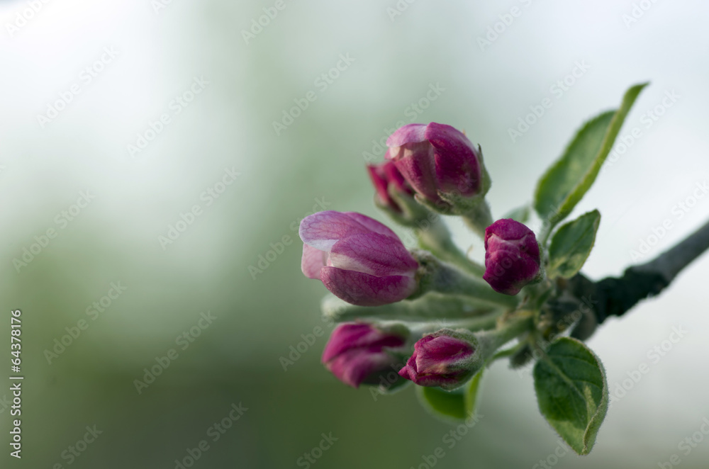 blossom apple tree. Apple flowers close-up. blossom apple tree. Apple flowers close-up.