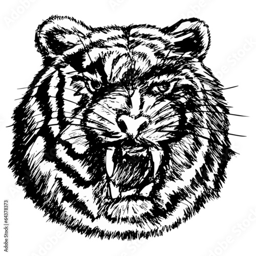 tiger