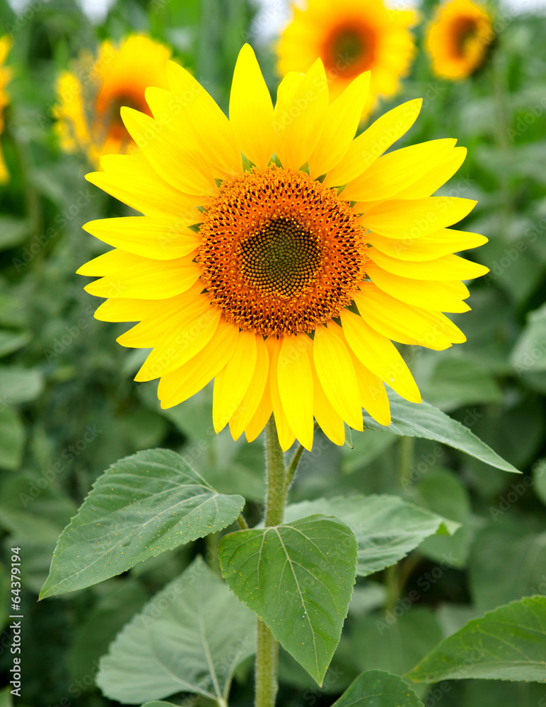 Nice photo of sunflowers Nice photo of sunflowers