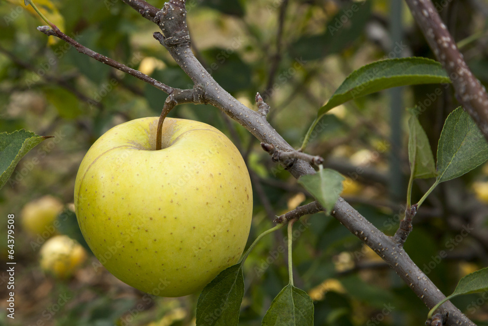 Apple Picking Apple Picking
