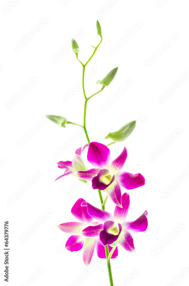 Orchind isolated white background Orchind isolated white background