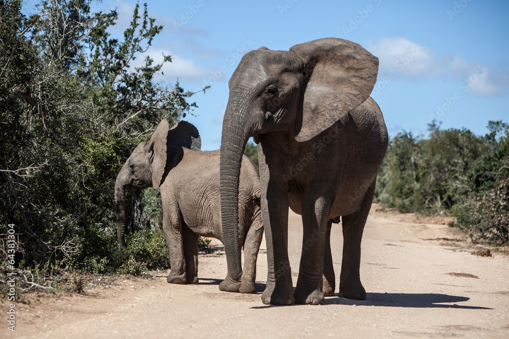 Obraz premium African Elephant 4