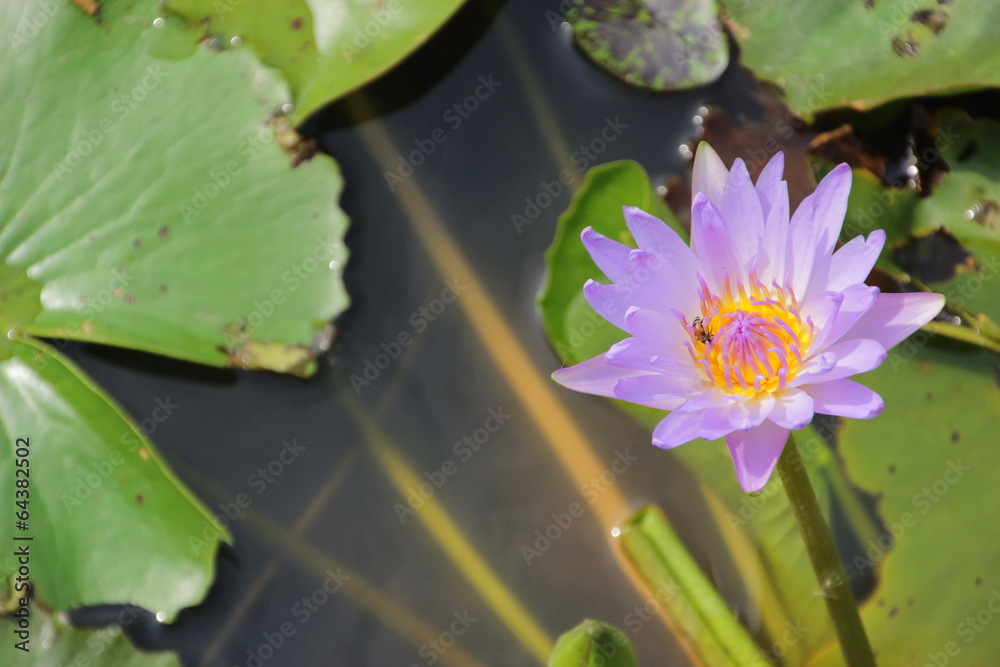 violet lotus violet lotus