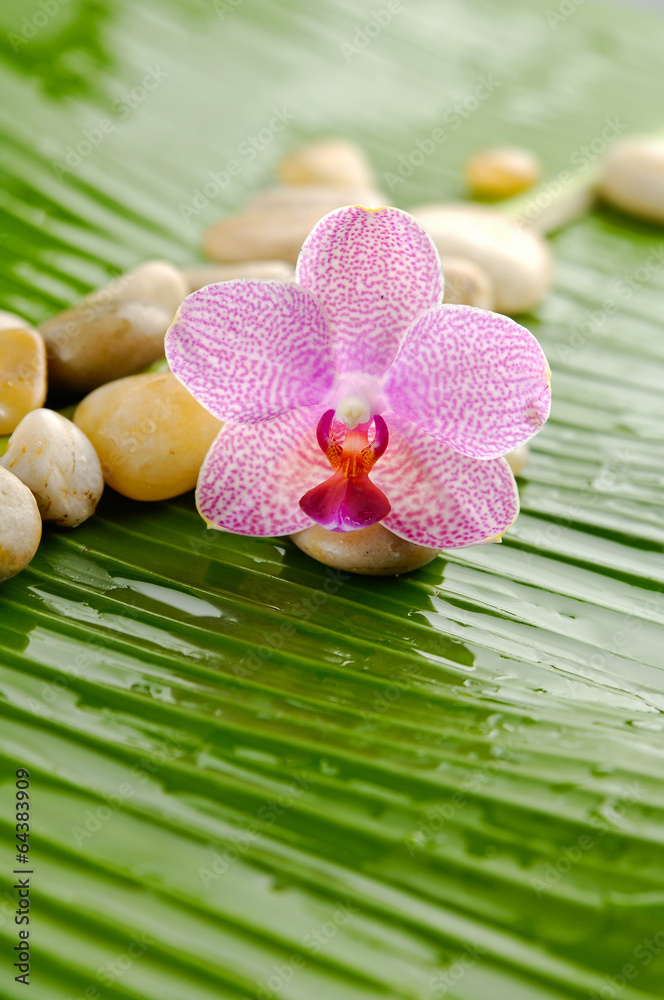 Pink orchid and stones on wet banana leaf