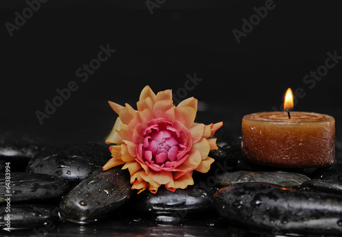 still life with pebbles and ranunculus flower candle