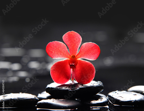 spa scene-macro of red orchid with black stones