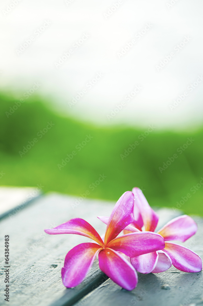 テーブルに置いたピンクのプルメリアと海 2 Stock Photo Adobe Stock テーブルに置いたピンクのプルメリアと海 2 Stock Photo Adobe Stock