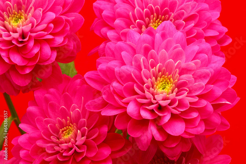 Red daisy close up © hramovnick