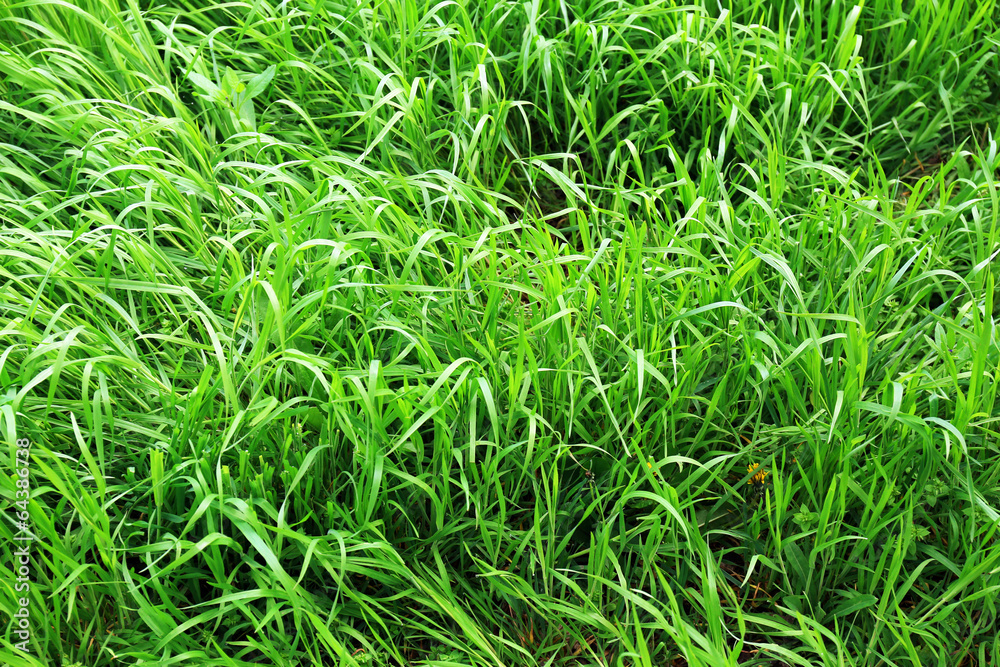 Beautiful spring grass outdoors Beautiful spring grass outdoors