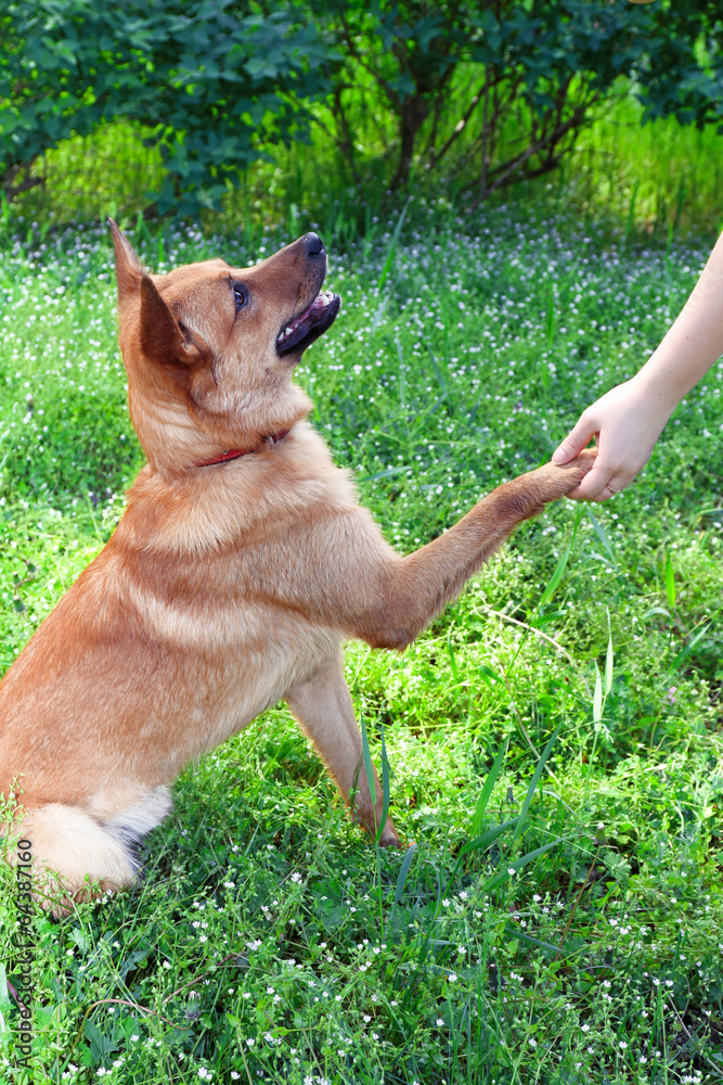 Funny cute dog pressing his paw against woman hand, outdoors
