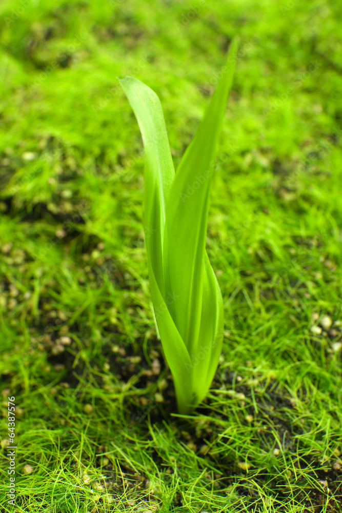Fototapeta premium Young sprout in springtime,closeup