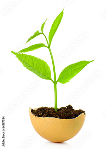 Young green plant growing in eggshell isolated on white
