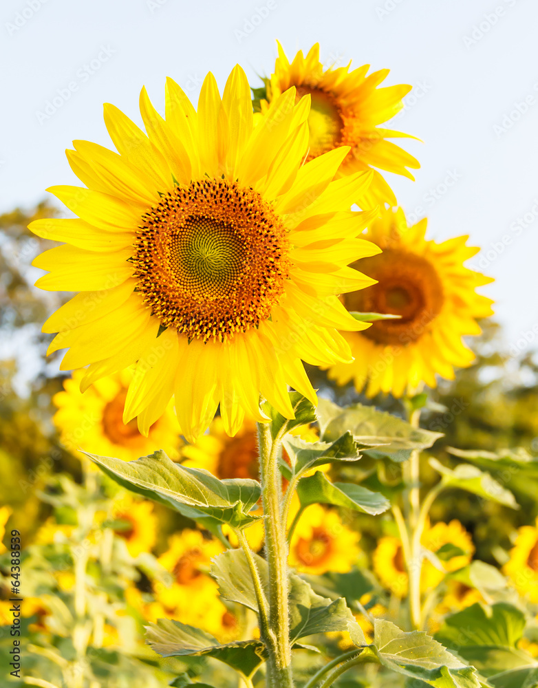 Close-up of sun flower Close-up of sun flower
