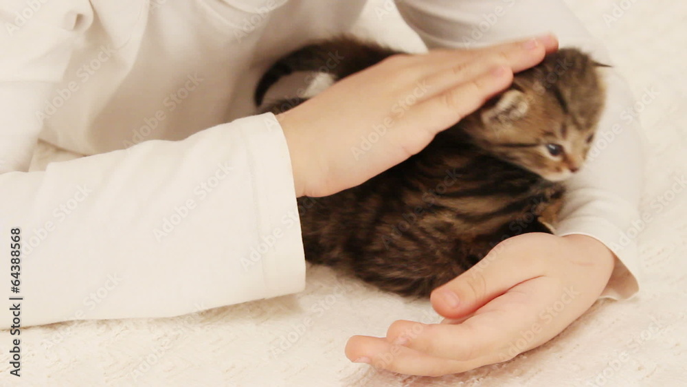 children's hands stroked two kittens children's hands stroked two kittens