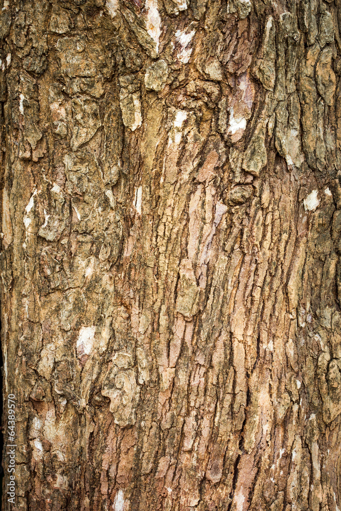 Fototapeta premium Bark Tree