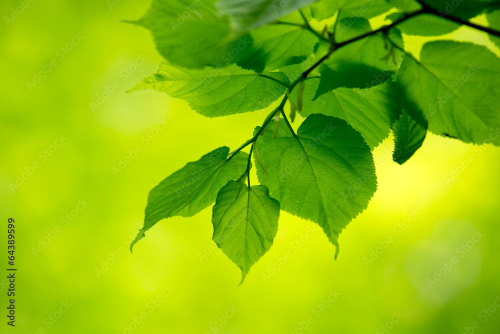 natural green background natural green background