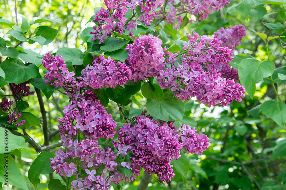 Obraz premium Lilac blossoms
