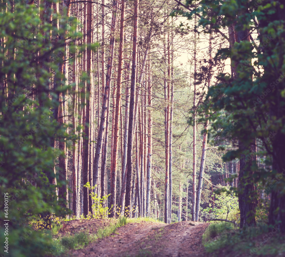 Fototapeta premium Forest