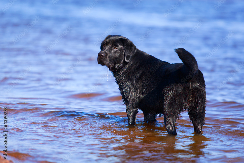 black labrador retriever dog black labrador retriever dog